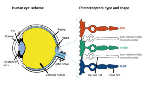 Human Eye Scheme Retinal Rod And Cones | Packly Blog