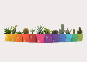 Cactus packagings of biting design