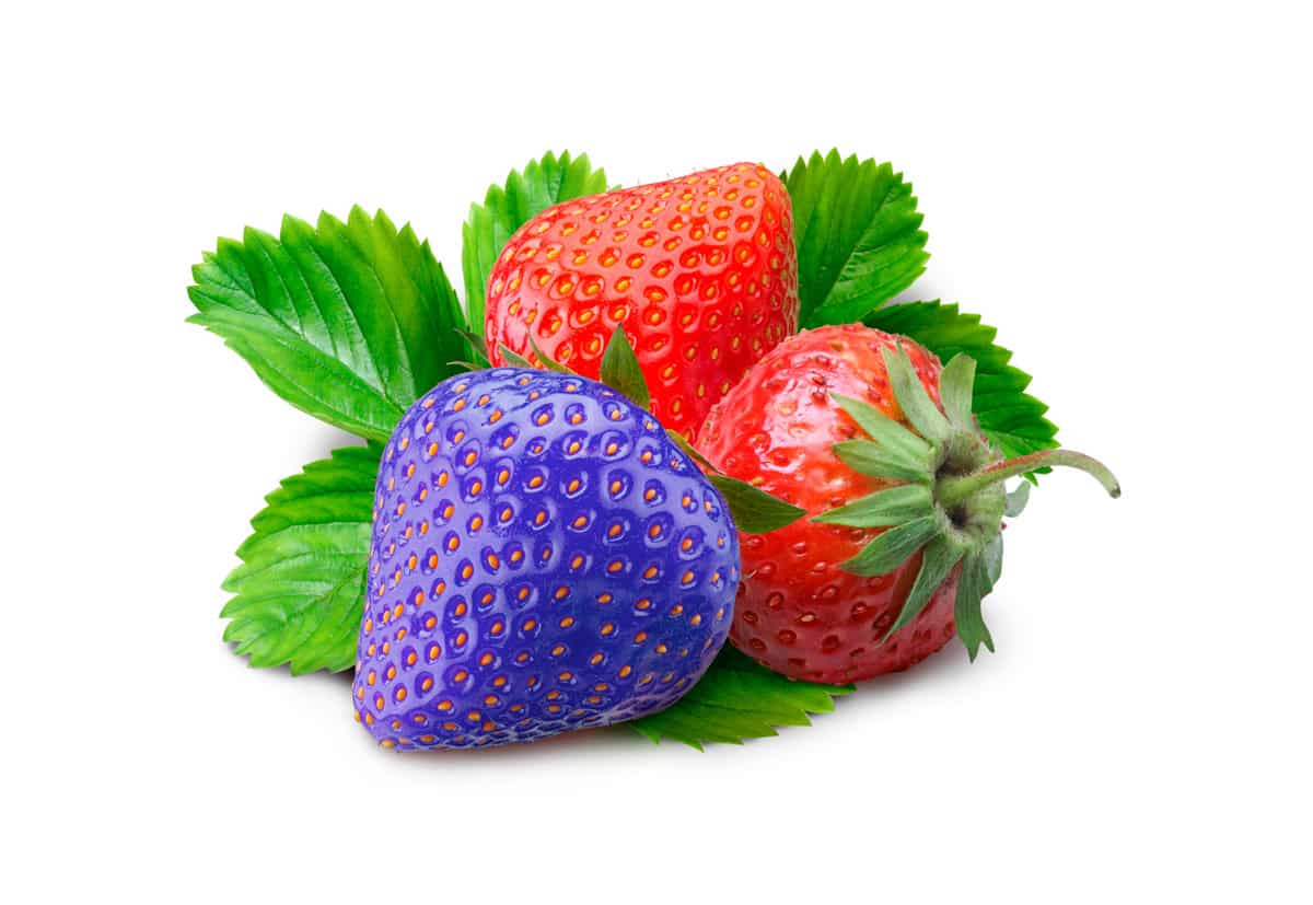 strawberries with a blue one difference and unique concept