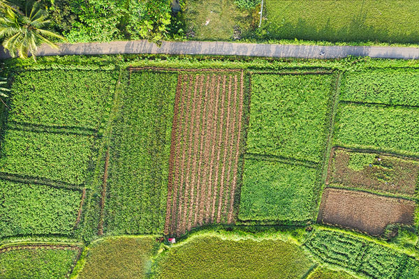 Agricoltura intensiva vista dall'alto.