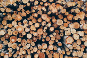Deforestación: causas, mitos falsos y soluciones
