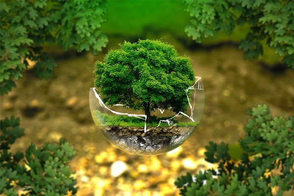 Un albero in miniatura dentro una palla di vetro rotta, simbolo dell'ambiente in pericolo.